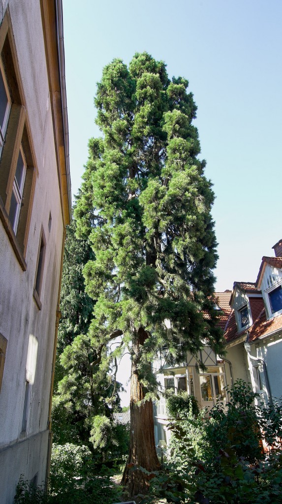 Mammutbaum, gepflanzt in den 1870er Jahren (lt. mündlicher Überlieferung) an der Detmolder Straße in Oerlinghausen.